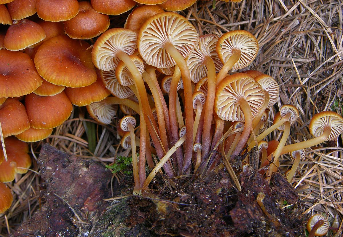 Xeromphalina campanella (Batsch) Maire